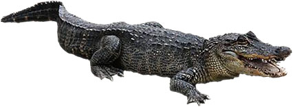 Free Alligator Animations Alligator Hd Image Clipart