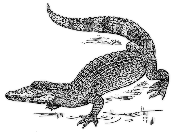 Alligator Free Download Png Clipart