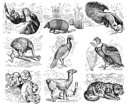 South American Animals Clipart
