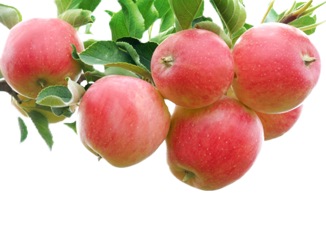 Apple Crumble Bright Fruit Gala Red Auglis Clipart