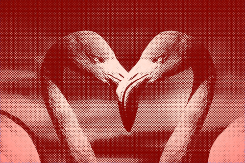 Flamingos In Heart Shape Clipart