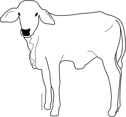 Male Calf Line Art Clipart