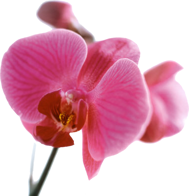 Art.Com Peach Color Printmaking Blossom,Pink Allposters.Com Orchids Clipart