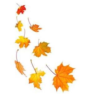 Fall Leaves Fall Autumn Leaves Png Image Clipart