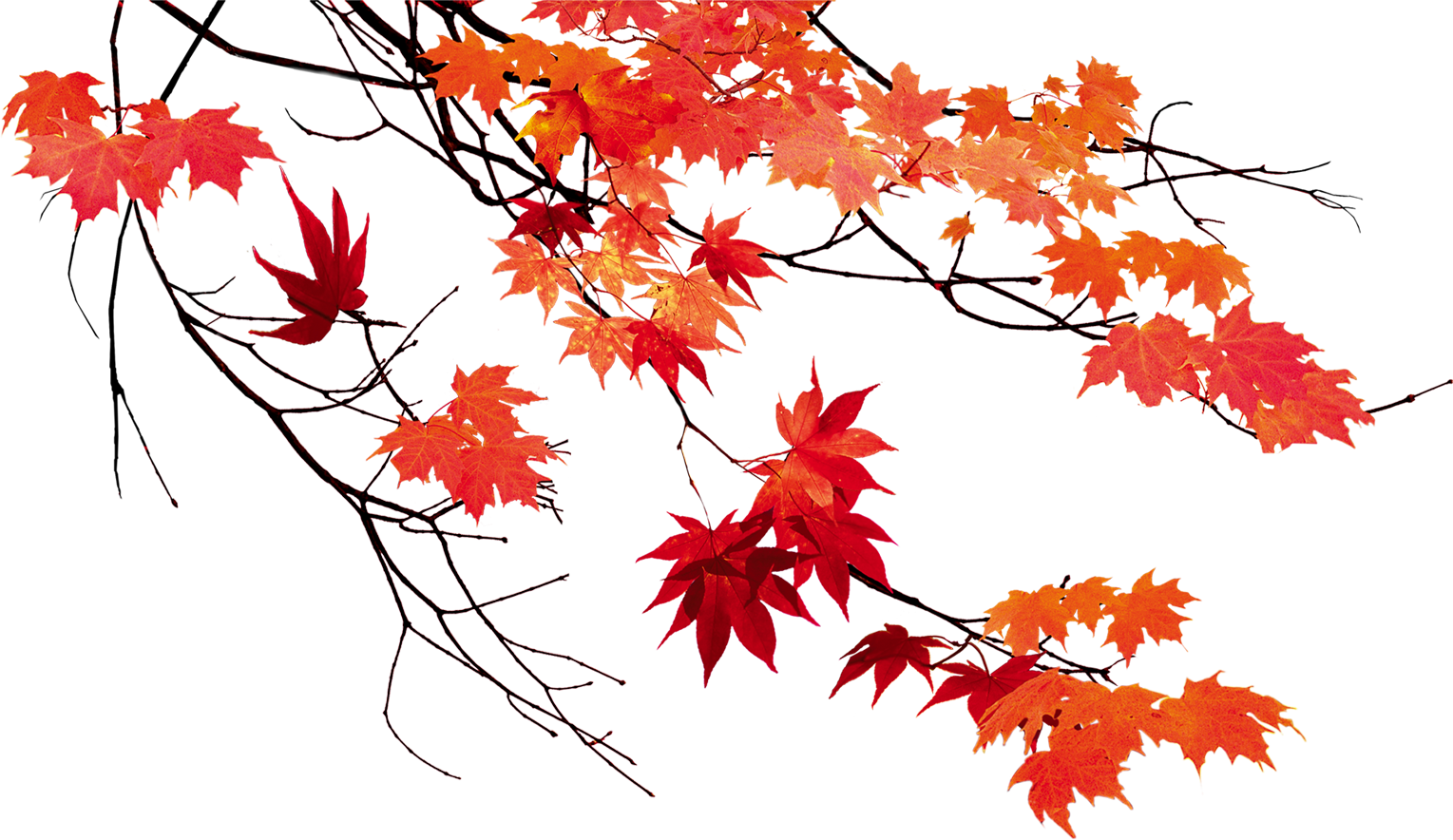 Beautiful Leaf Color Leaves Autumn Maple Clipart
