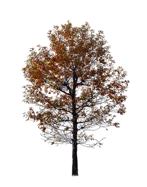 Autumn Twig Tree Red Free Download Image Clipart