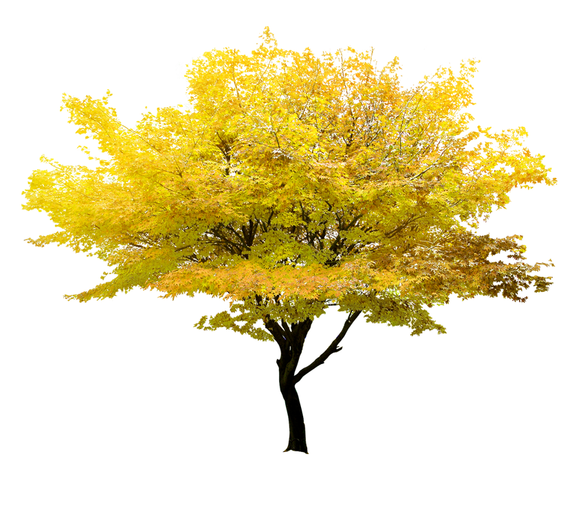 Twig Tree Maple Yellow Free Clipart HD Clipart