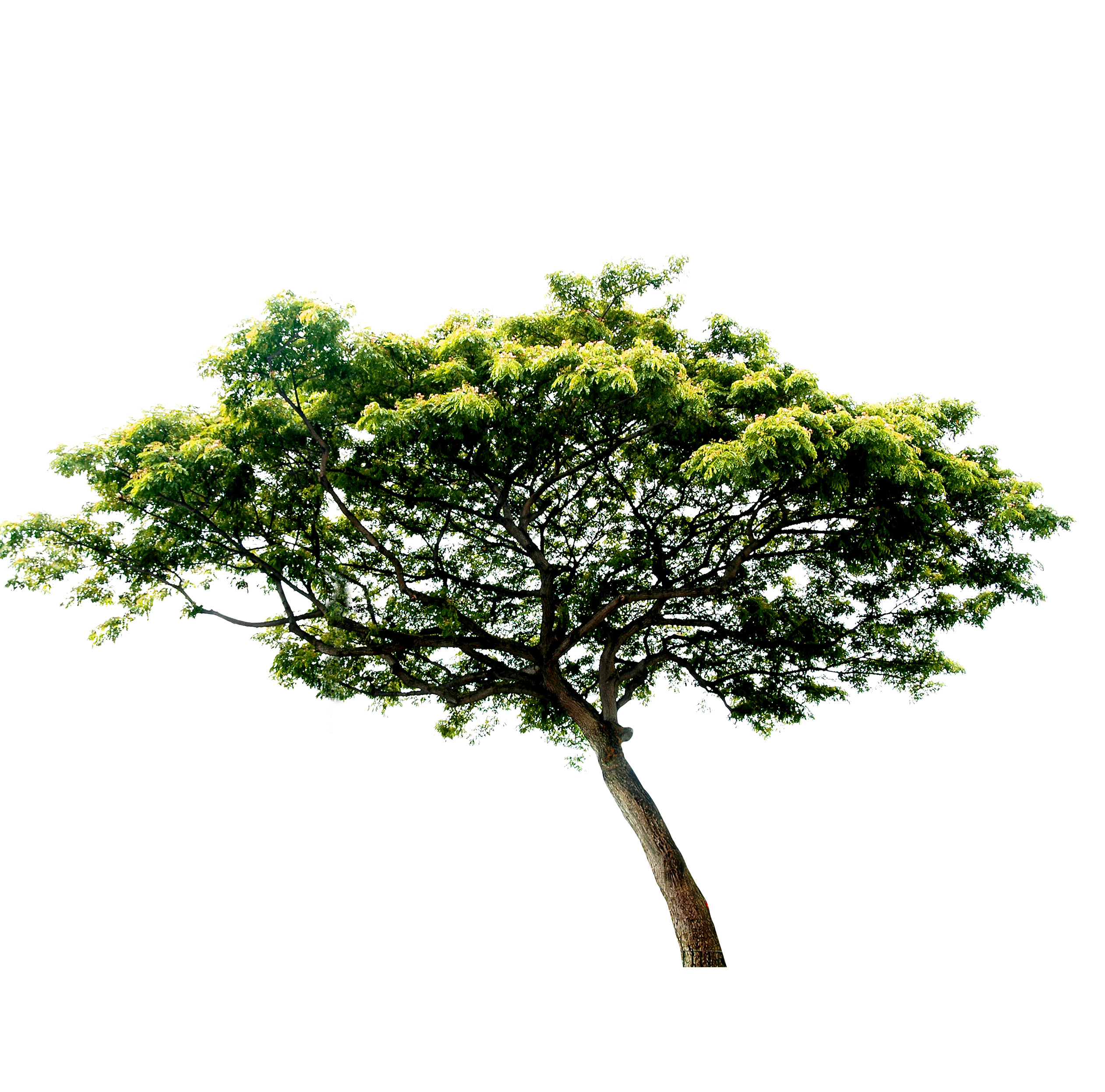 Tree PNG Free Photo Clipart