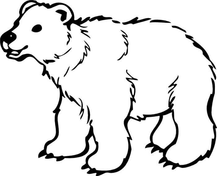 Grizzly Bear Silvertip Bear Graphics Png Image Clipart