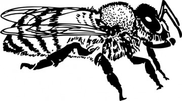 Honey Bee Vector For Download About Clipart