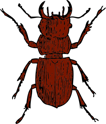 Of Stag Beetle Clipart