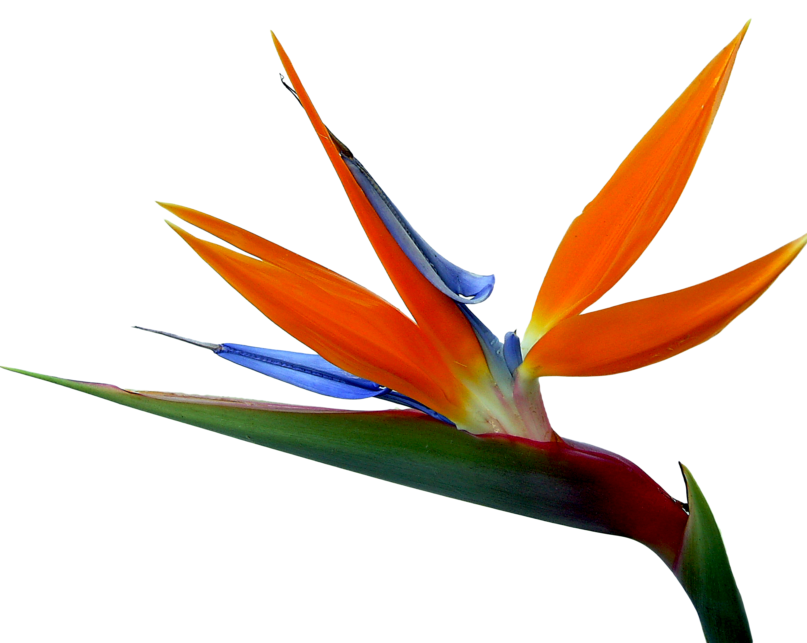 And Strelitzia Bird-Of-Paradise Reginae Birds Flowers Painting Clipart