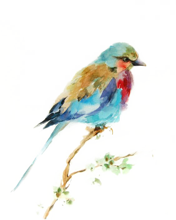 Bird Watercolor Printmaking Drawing Painting Birds Clipart