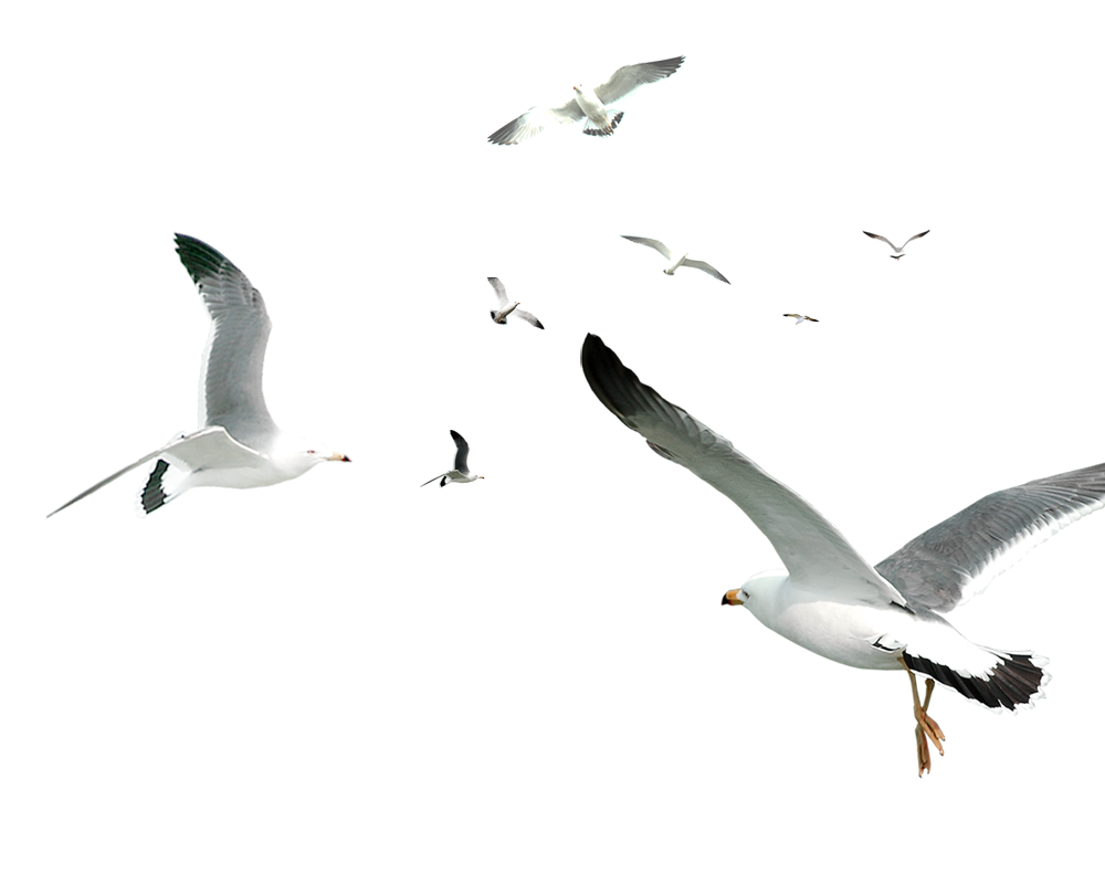 Decorative Flocks Pattern Flying Gulls Simple Seagull Clipart
