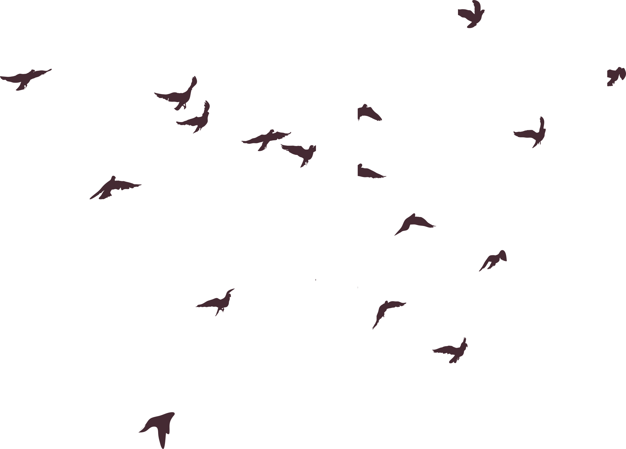 Silhouette Bird Birds PNG Image High Quality Clipart