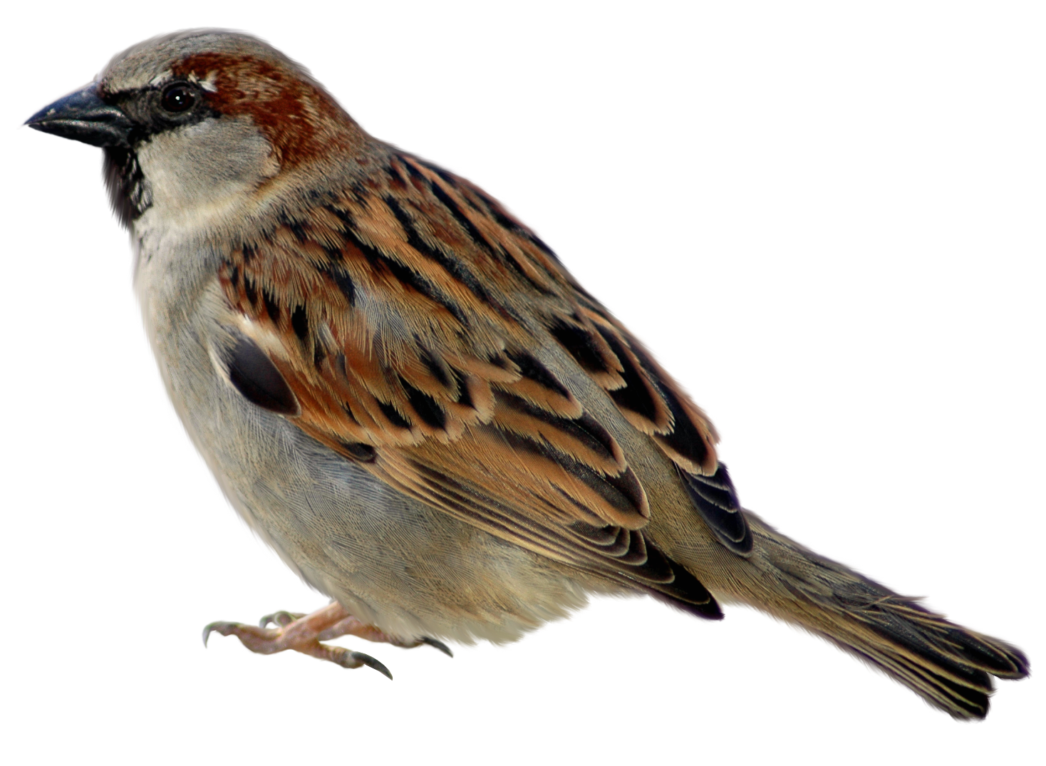Picture Icon Sparrow Free Download Image Clipart