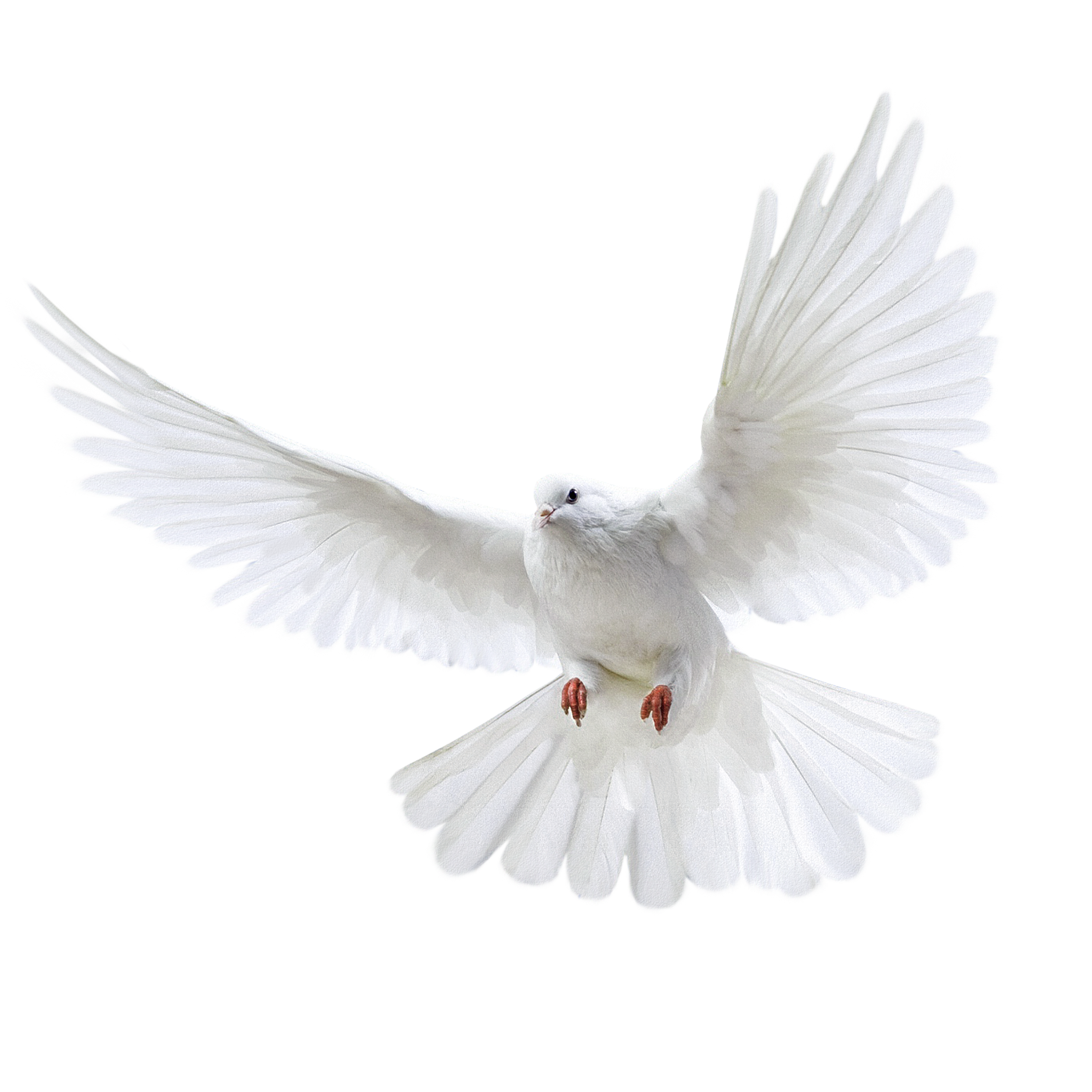 Columbidae Domestic Flying Pigeon Wedding White Clipart
