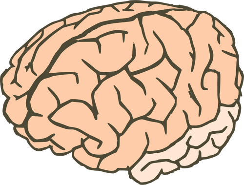 Of Human Brain In 2 Colors Clipart