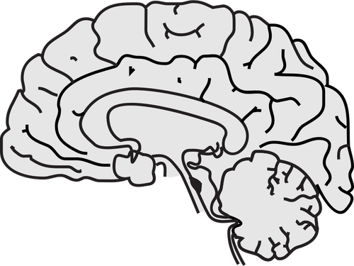 Of Grey Human Brain With Thin Black Line Clipart