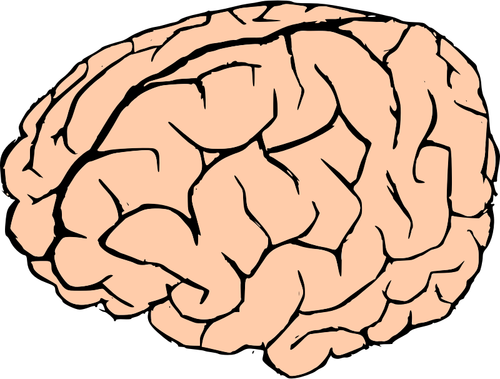 Of Human Brain In Pink And Black Clipart