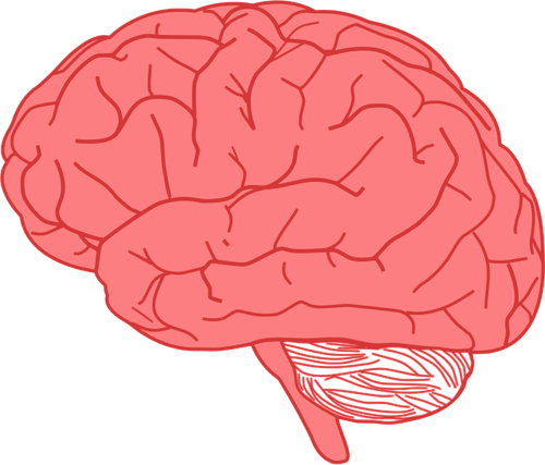 Of Side View Of Human Brain In Red Clipart
