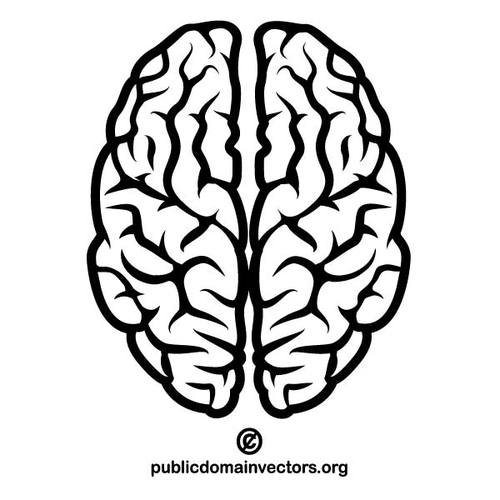 Vector Image Of A Human Brain Public Clipart