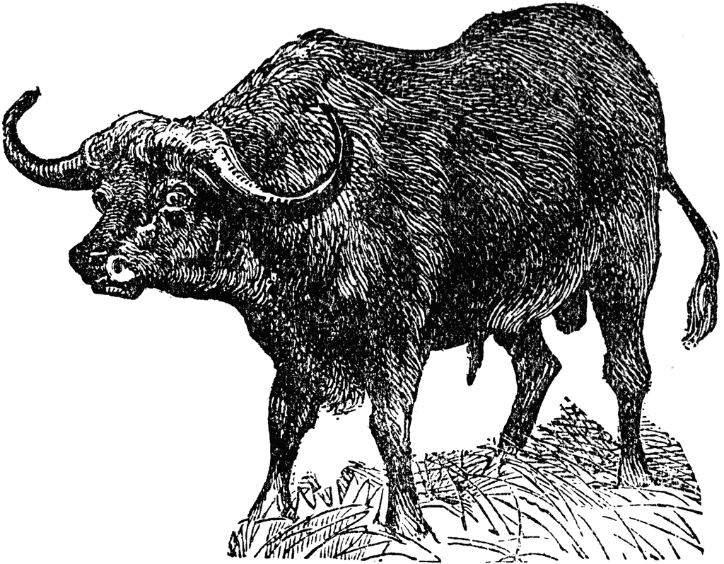 Buffalo 2 Image Download Png Clipart