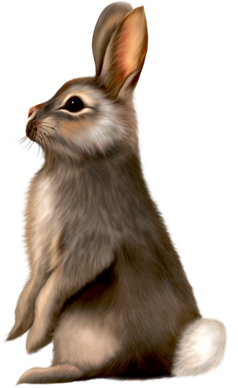 Painted Brown Bunny Hd Photos Clipart