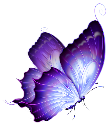 Butterfly Color HQ Image Free PNG Clipart