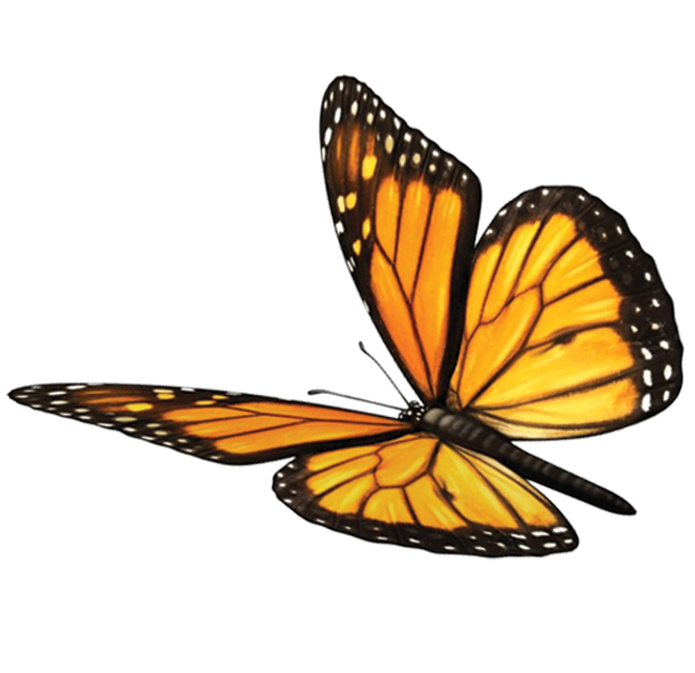 Butterfly Fawn Mind Soul Spirituality Monarch Sundara Clipart