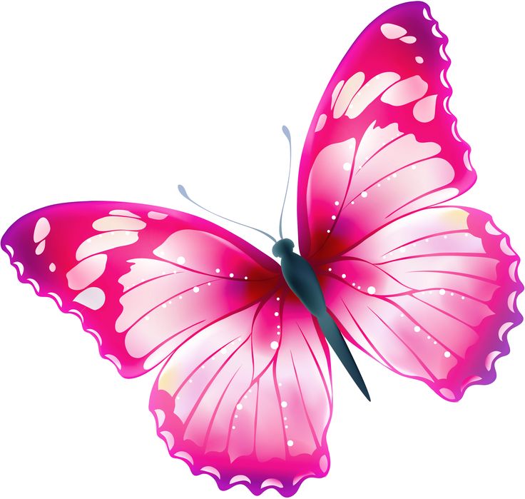 Images About Transparent Butterfly On Hd Photo Clipart