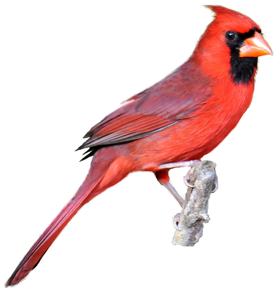 Red Cardinal Kid Png Image Clipart