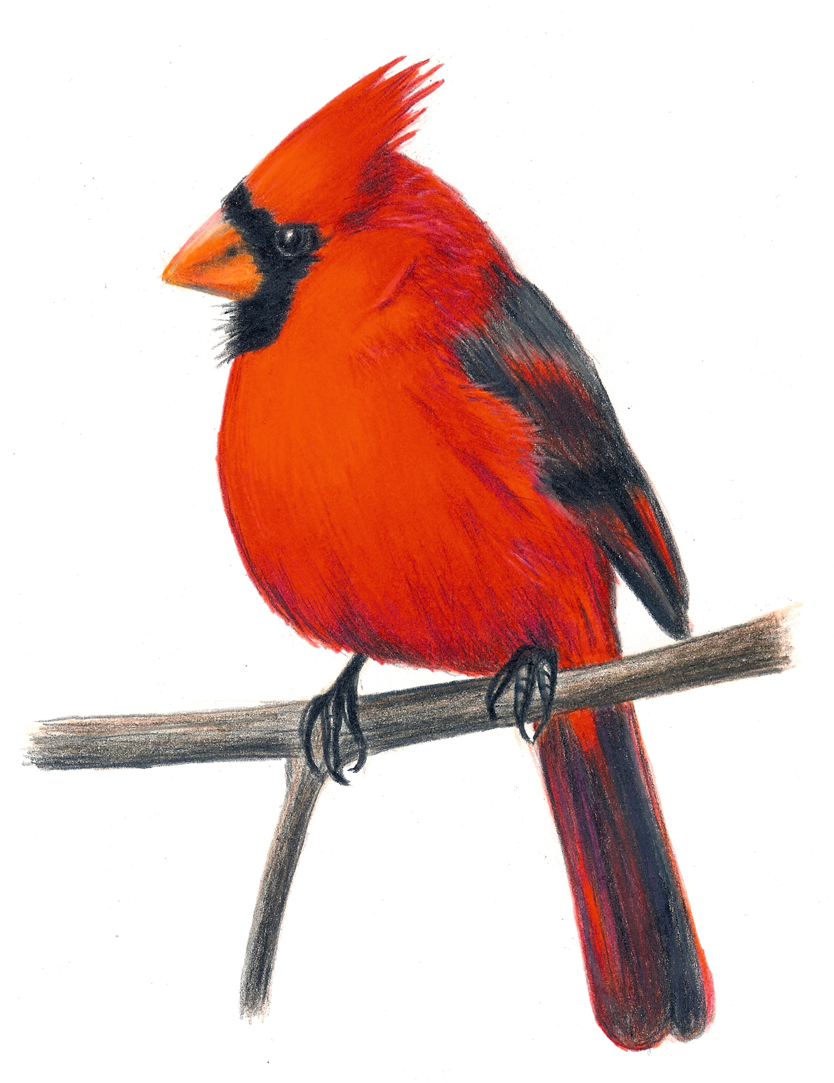 Cardinal Kid Png Images Clipart