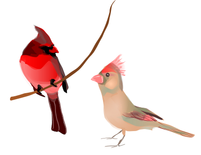 Cardinal Download Page 2 Png Image Clipart
