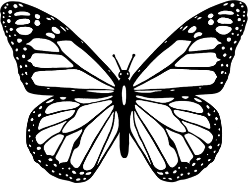 Of Black And White Butterfly With Wide Spread Wings Clipart