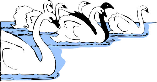 Swans In Water Clipart