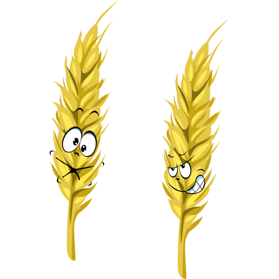 Ear Wheat Cartoon PNG Download Free Clipart