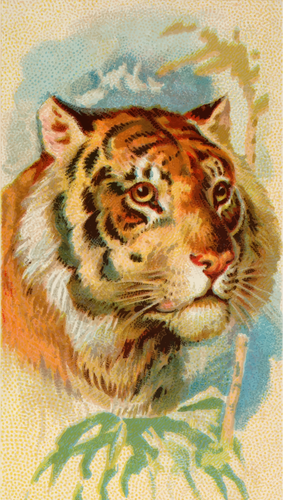 Tiger'S Head Image Clipart