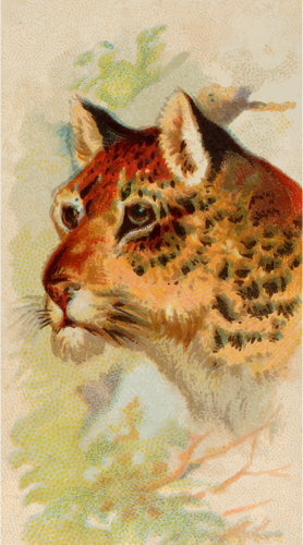 Leopard Iilustration Clipart