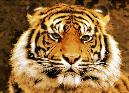 Sumatran Tiger Clipart