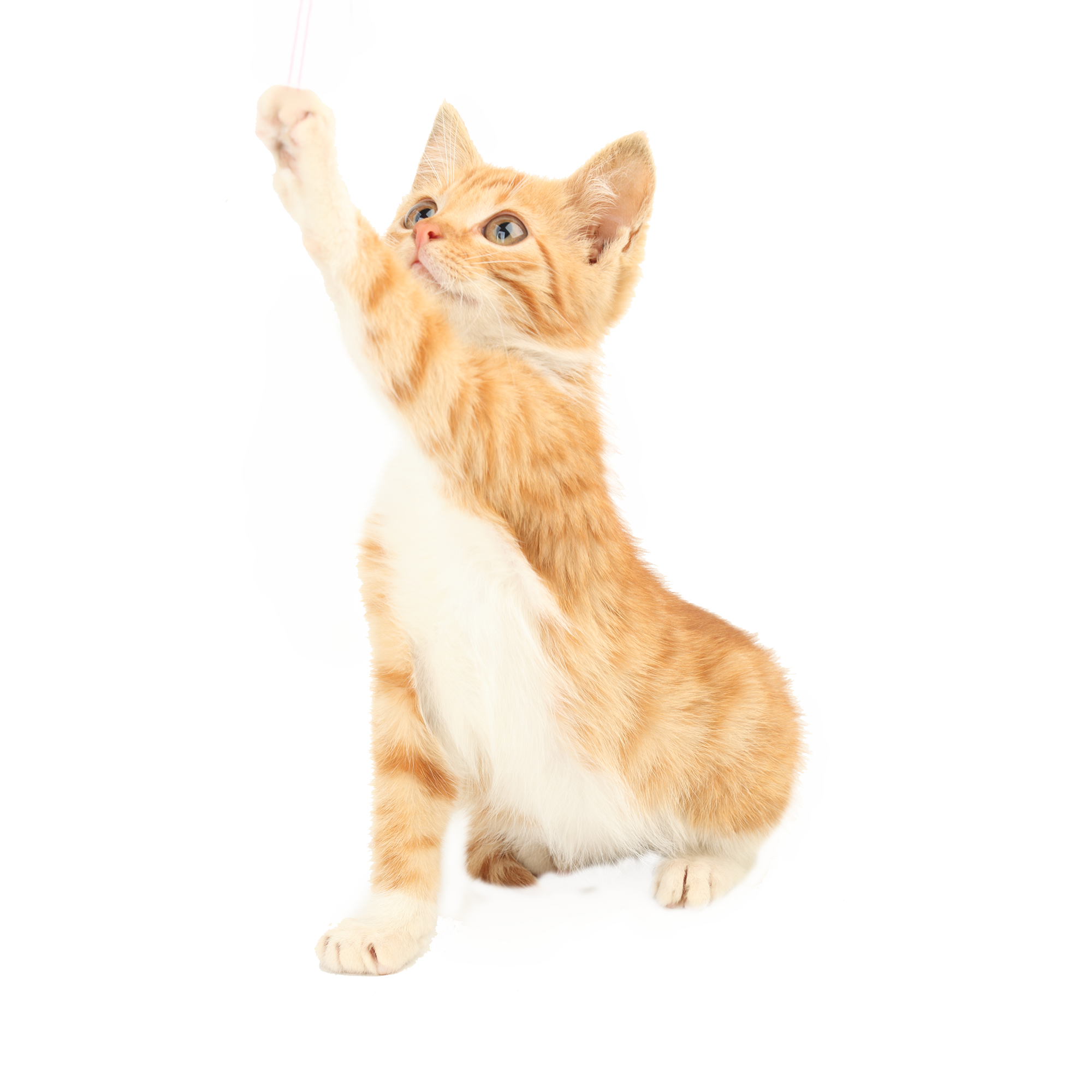 Toy Pet Dog Cat Jumping Amazon.Com Clipart