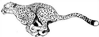 Free Cheetah Hd Photos Clipart