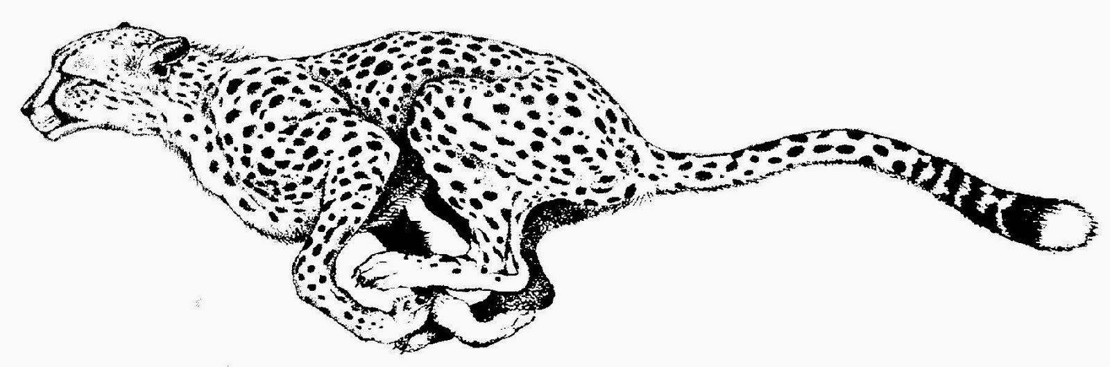 Cheetah Print Black And White Kid Clipart