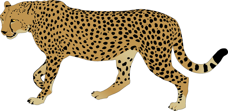 Cheetah Images Clipart Clipart