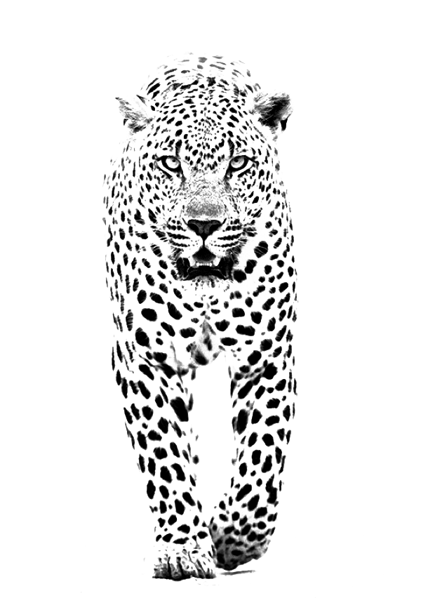 And Jaguar Panther Leopard Tiger Lion Black Clipart