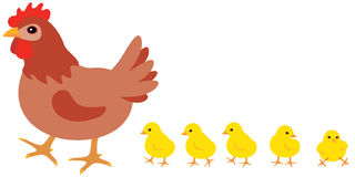Chicken And Chick Hd Photos Clipart