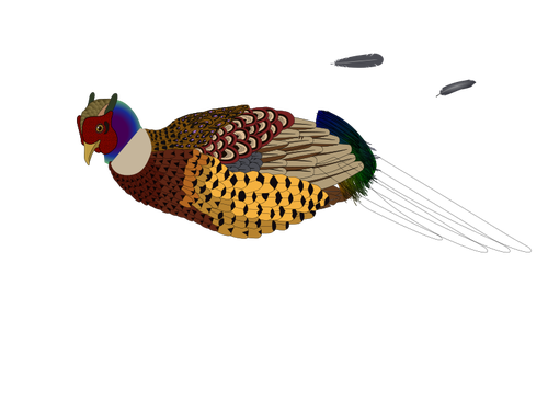 Of Unfinished Pheasant Clipart