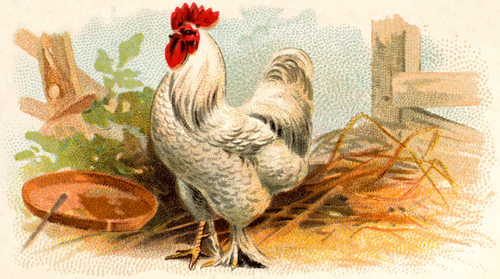 White Chicken Color Illustration Clipart