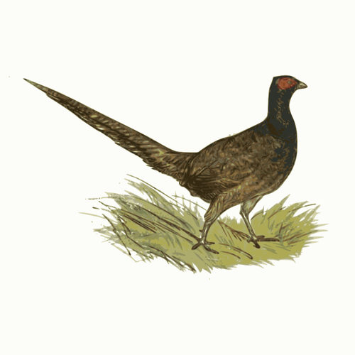Pheasant In Zoo Clipart