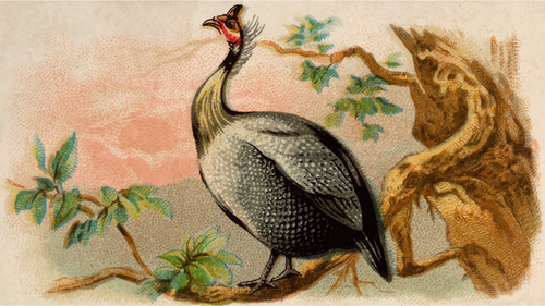 Guinea Fowl Image Clipart